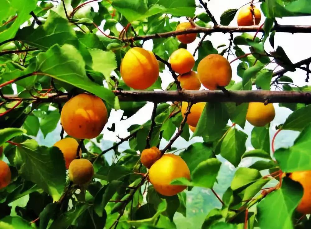 Ʋʹʡ(й)޹˾